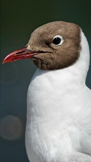 Black-headed gull - unloved birds series