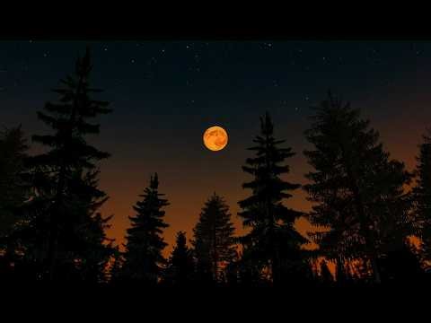 Calming Twilight Forest Dusk Ambience🌲🌙Night Ambience ASMR Cricket Sound Chirping for Relax & Sleep