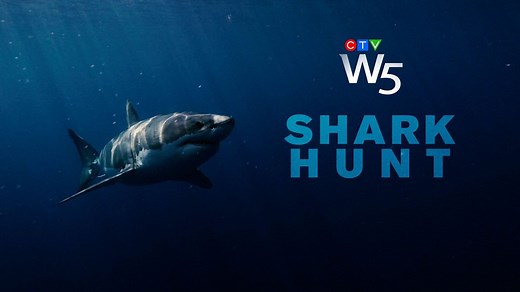 3.6K views · 37 reactions | A team of scientists is working to tag and track great white sharks off the coast of Atlantic Canada to give researchers unprecedented insights into the ocean's apex predator. But first, they have to catch them. W5 joins the hunt in 'Shark Hunt,' airing on Saturday, Nov. 30 at 7 p.m. on CTV and available online afterwards. | CTV News | Facebook