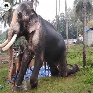 3.9K views · 49 reactions | This is one of the oldest elephant in Asia | Dangerous Predators | Facebook