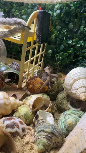 Hermit Crab Shell Changing Behaviors Explained