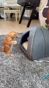 The magic of a playful kitten. ✨❤️🐱 Baby JoJo 2 months old. 🥰 #sweet #kitty #play #pounce #socute #catsofinstagram #happy #kitten #happiness #myheart #sweetheart #love #baby #magic #furbaby #sweet #tigerjojo #reels | Tiger JoJo
