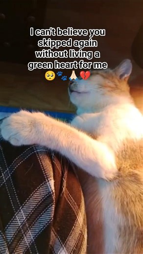 How to Care for Your Cat's Heart with Green Living Tips.#CatCare #HeartHealth #GreenLiving #meow#cat