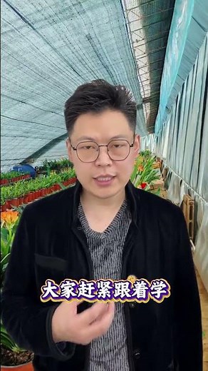 Top Tips for Growing Perfect Amaryllis Blooms