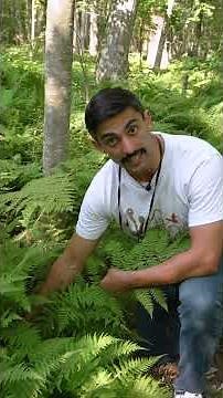 Let's Botanize - Trophopods #shorts #botany #plantscience #letsbotanize