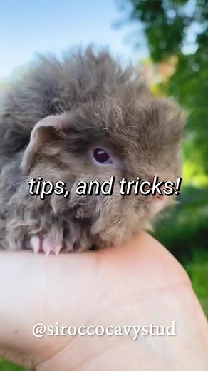 Hey there! How much do you know about the adorable Alpaca guinea pig? Descended from Peruvian guinea pigs, Alpaca guinea pigs have thick, curly coats of white, black, beige, cream, roan, or albino fur that curls forward from their foreheads. Alpacas are often mistaken for the English Texel breed, as they both have long, curly hair. However, while the Texel’s hair falls backward from its head, the Alpaca’s hangs forward. Alpaca Guinea Pigs all have one rosette on the top of their heads, but some