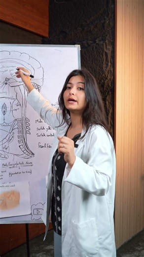 What Is the Cortisol Effect on Timing ?