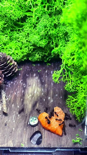 Heart for 🐜 #ants