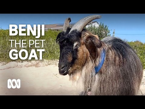 Meet Benji, the beach-loving pet goat and his dog best mate 🐐🐶 | ABC Australia