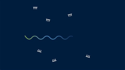 LncRNA的发现