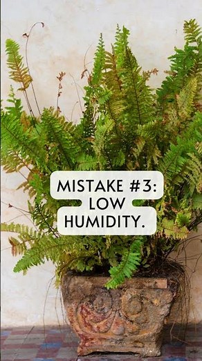 Stop Killing Your Ferns! 3 Mistakes to Avoid 🌿 | MOODY BLOOMS