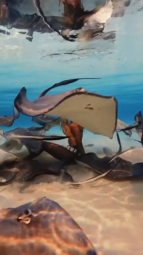 4K views · 23 reactions | This is so beautiful, Where mermaids lie, at Caribbean | Animal Traps | Facebook