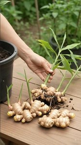 The secret tricks to grow ginger at home! 🫚🌱