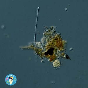 7.3K views · 171 reactions | This is my favorite single-celled...