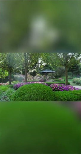 A Splash of Color: Annual Flowers That Steal the Show