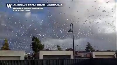 14K views · 338 reactions | This video from South Australia is a little terrifying! It purportedly shows hordes of birds flying away from an approaching storm in a scene reminiscent of a certain Alfred Hitchcock film. | WeatherNation | Facebook