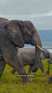 664K views · 4.9K reactions |  Africa is home to a wide variety of...