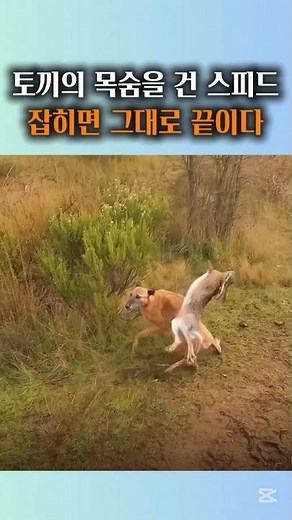 토끼의 목숨을 건 스피드잡히면 그대로 끝이다 #토끼 #야생동물#Rabbit #Wildlife