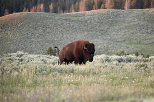 CPW’s management plan for Book Cliff bison herd underway