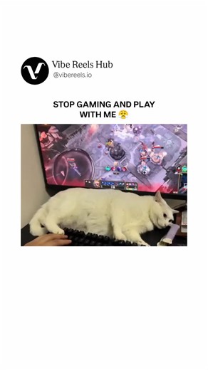 Vibe Reels Hub™ on Instagram: "The video features a fluffy white cat lounging comfortably across a black computer keyboard, blocking the keys while its owner attempts to play a vibrant, action-packed video game on the monitor behind it. The screen displays a colorful fantasy battle scene, likely from a multiplayer online game like League of Legends, with glowing effects, characters, and a minimap visible. The cat stares directly at the camera with wide, insistent eyes, its body fully extended ov