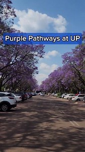 14K views · 378 reactions | As the jacaranda trees continue to bloom, their vibrant purple blossoms are painting our campus in stunning hues! Take a moment to wander along the breathtaking purple pathways and immerse yourself in the beauty of nature. #JacarandaSeason #JacarandaCity #JacarandaTrees #JacarandaBloom #PurpleParadise #CampusView #LoveYourCampus | University of Pretoria | Facebook