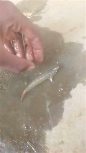 मछली पकड़ने का तरीका 😱 🐳🐟 #shorts #viral #animals