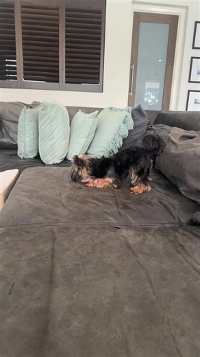 Yorkie Coco Learns to Play Fetch