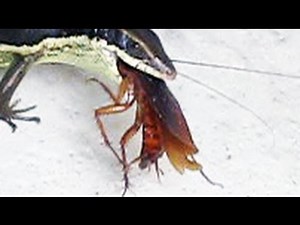 Ящерица ЕСТ ТАРАКАНА Lizard eating a cockroach