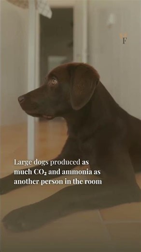 Scientists Studied the Air Around Dogs. Here’s What They Found.