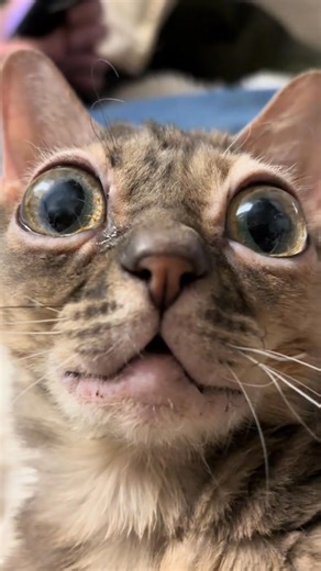 Only 21 days left to get a Gumble Bee plushie! Linked in my bio 🥰 #cat #cutecat #rescuecat #tiktokcats #funnycat @topfans | Gumbus