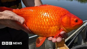 Giant goldfish problem in US lake prompts warning to pet owners