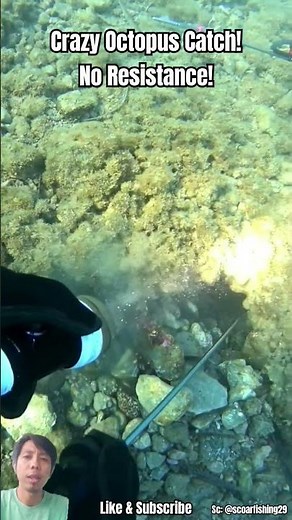 Incredible Octopus Catching Technique! Watch This Diver in Action