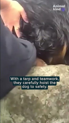 Bodycam captures dramatic police rescue of Bernese mountain dog