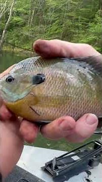 The most fun and simplest way to catch bluegill and Shellcracker in East TN (Norris Lake).