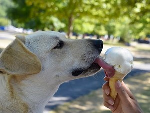 Show Your Puppy Love, Sherman Oaks, In Dog Park Photo Contest