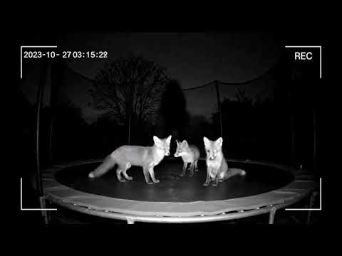 Family of Foxes Jump on Backyard Trampoline at Night Stunning CCTV Footage