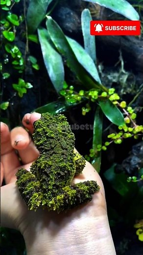 7 Rare Exotic Animals You Won’t Believe Are Real! 🐉 | Mind-Blowing Nature Facts