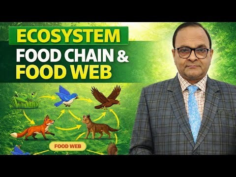 Food Chain & Food Web | Class 12 Ecology | Exam Oriented