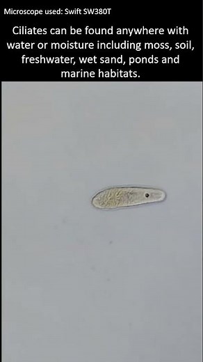 Marine ciliate facts. Marine ciliates under the microscope