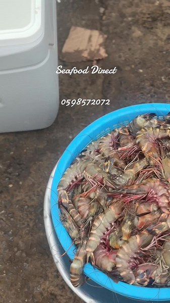 Fresh Tiger prawns available in 3 sizes. Call or WhatsApp Seafood direct on on 0598572072 @Seafood Direct @Seafood Direct @Seafood Direct #freshseafood #freshseafoodinaccra #seafooddirectgh #seafoodmix #accraghana🇬🇭 #accrafoodie #foodlover #seafoodrestaurantinaccra #seafoodrestaurantinghana #seafooddirect #locallysourcedseafoodinaccra #fyp #fypシ゚viral #seafoodlovers #tigerprawns