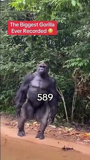 The Biggest Gorilla Ever Recorded 😳 #biggestanimals #viralfacts #gorilla #animalfacts #facts