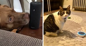 11 Dogs and Cats Try to Figure out Amazon's Alexa