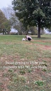 Their 1st memories together. Great Pyrenees, great Pyrenees puppies, livestock guardian, livestock Guardian dogs, puppy training, dog training, adorable puppies, working dog, livestock guardian breed, LGD, homestead education, Tennessee farm, dog breeder, big white dog, giant dogs, pyr paw . . . . #hilltopgreatpyrenees #greatpyrenees #livestockguardiandog #greatpyreneesofig #greatpyreneesofthehour #greatpyreneeslife #adorablepuppies #puppytraining #greatpyreneespuppies #pyrpaw #greatpyreneesofth
