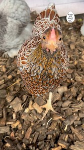 6.7K views · 3.5K reactions | Dandelion Dandelion is a blue laced Wyandotte bantam hen Her feathers are absolutely beautiful, almost like a snakeskin! Wyandotte have a broad flatter rose comb, compared pekins that have a single spiky comb #beauty #chickens #chicken #cute #beauty #pretty #prettylady #perfect #snake #gold #blue #lace #wyandottes #wyandotte #hen #look #pet #petstagram #petsofinstagram #petsagram #petlovers #love #lovely | Eggs and Fluff | Facebook
