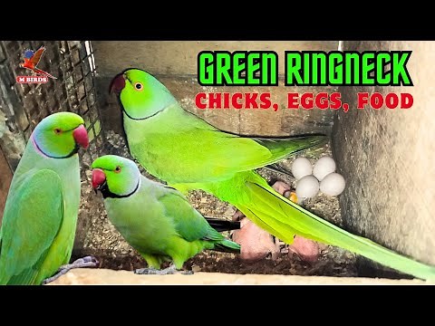 Green Ringneck Parrots: Breeding, Chicks, Eggs, Food & Care Guide | Everything You Need to Know
