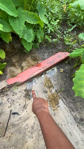 കുറേ മീനുകൾ ഒഴുകി പോവുന്നു 😟🐟 #shorts #fishing #fish
