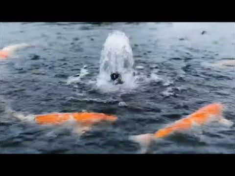 Rain & Pond Water Sounds | Calming Nature Ambience for Relaxation