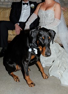 How to Include Pets in Your Wedding (Without the Chaos)