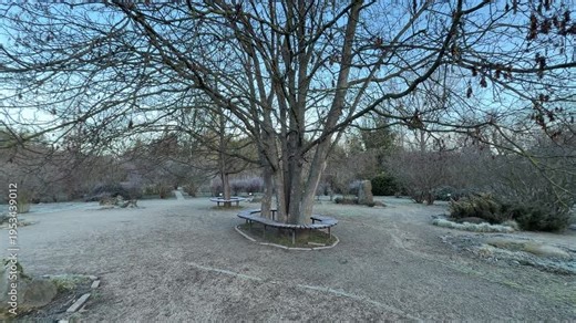 Unique circular wooden benches wrap around the trunks of dormant trees in a quiet clearing. The frost-covered grass and bare branches create a feeling of peaceful solitude and winter magic.