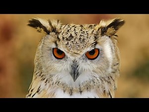 Owl attacking dogs in Edmonton